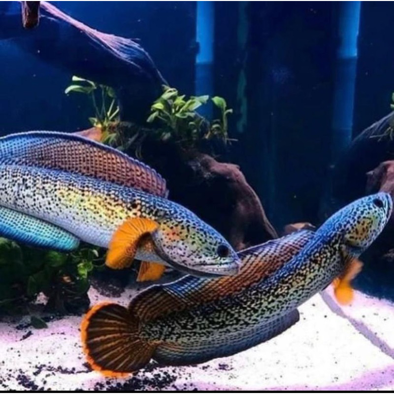 Chana Barca isi 2 + bonus pelet