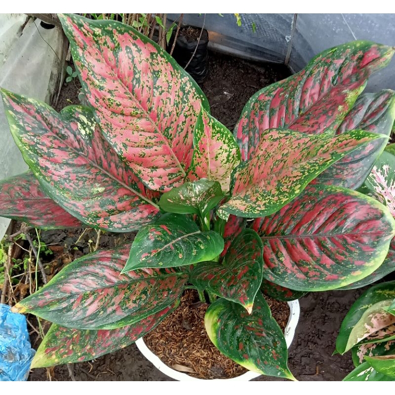 aglonema red Venus dewasa.
