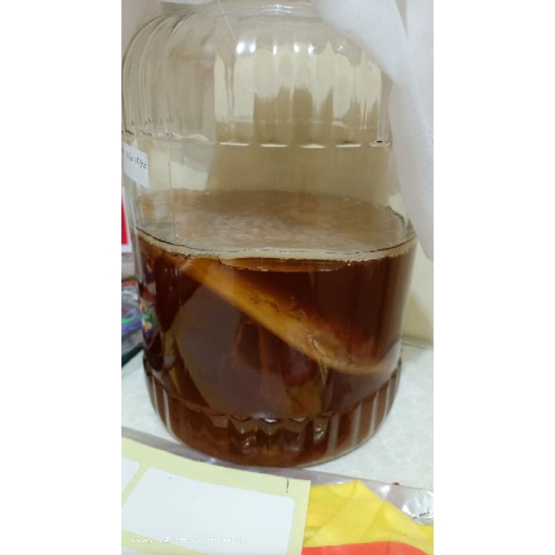 

kombucha scoby jamur / bibit scoby