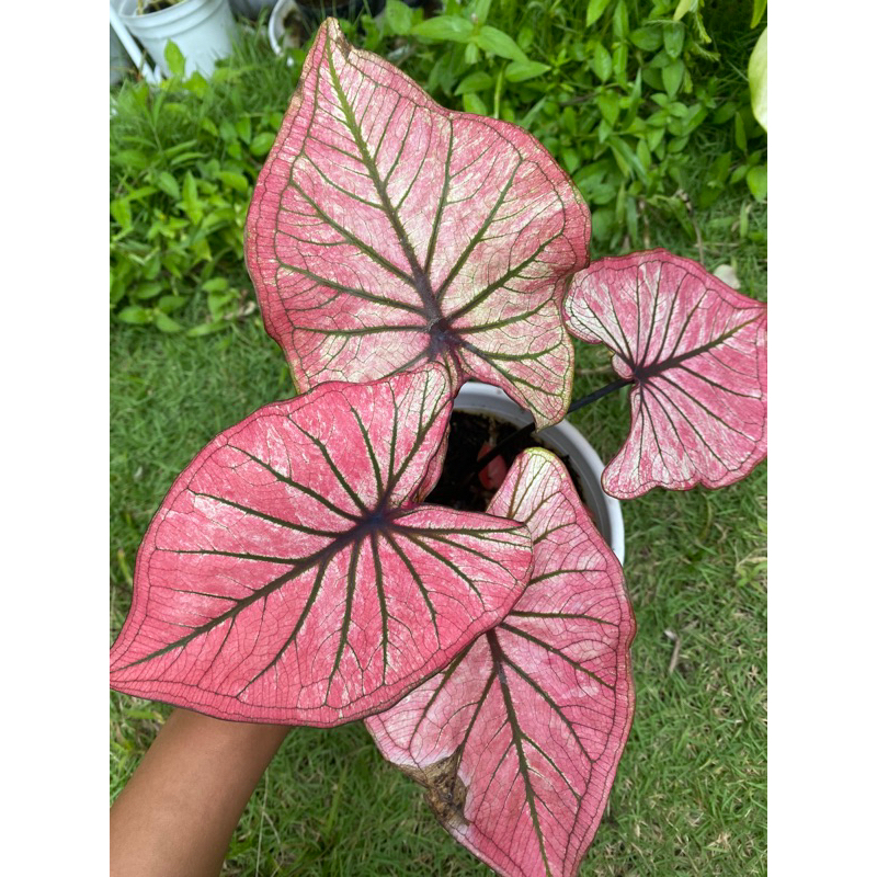 caladium hybrid