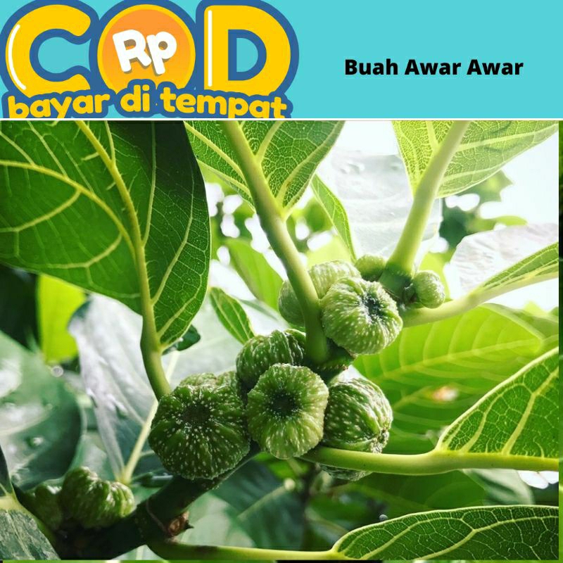 

Buah Awar awar di petik saat di pesan 250 gram