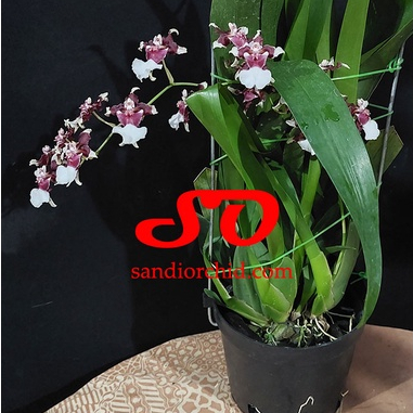 [ SPIKE | BERBUNGA ] Oncidium Heaven Scent Redolence