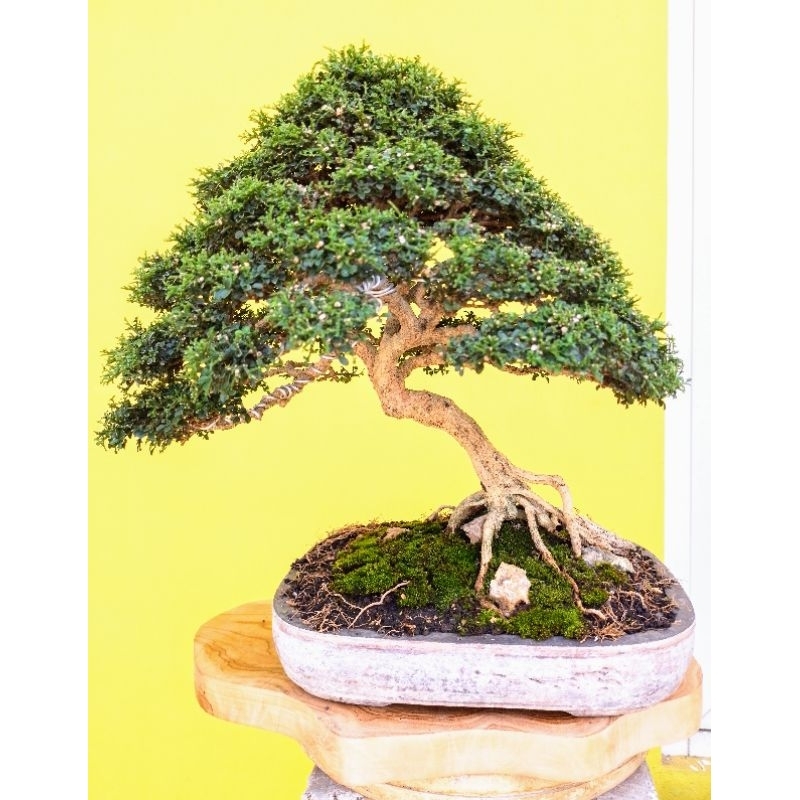 Kemuning Super Micro