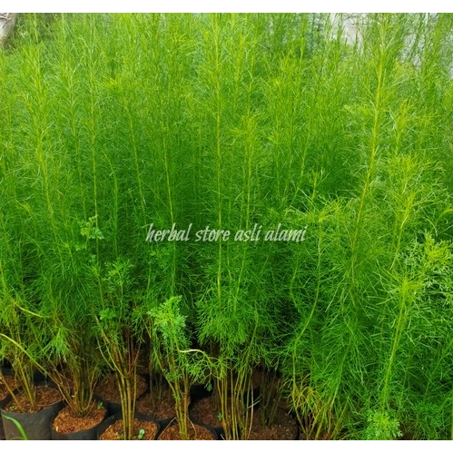 bibit stek tanaman hias cemara air/bibit tanaman cemara air