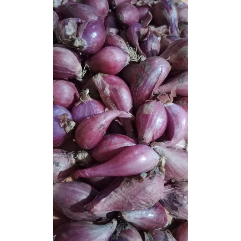 

bawang merah brebes