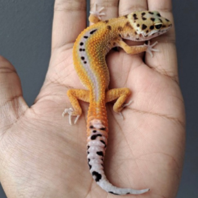 leopard gecko giant stripe