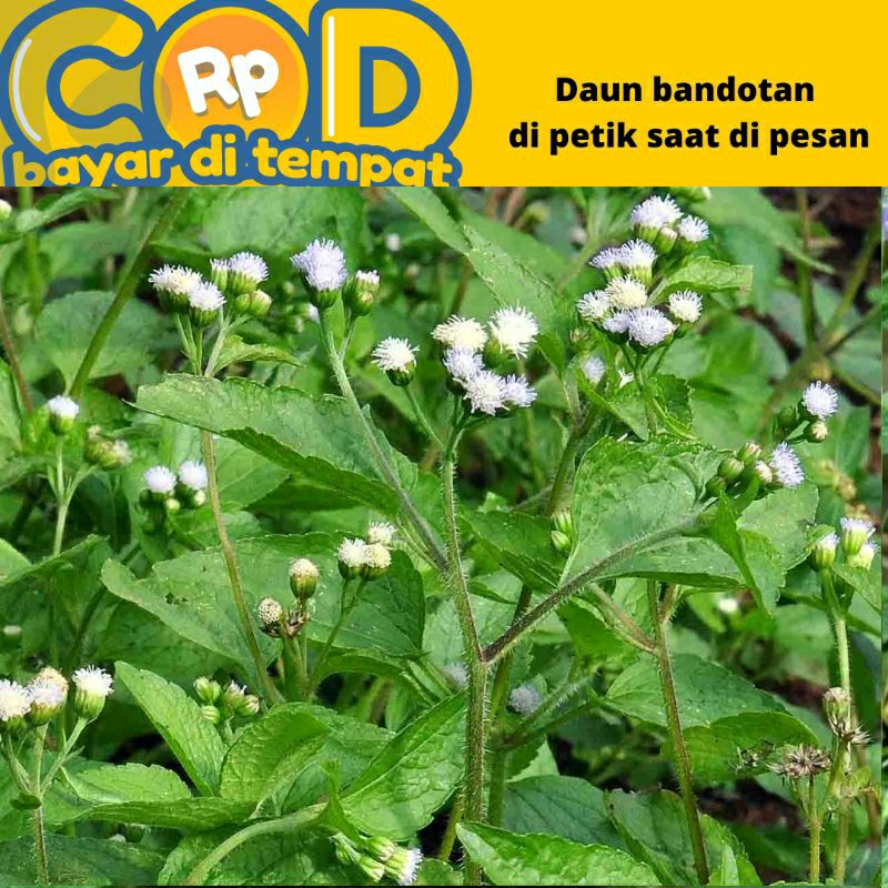 

daun bandotan segar dipetik saat di pesan