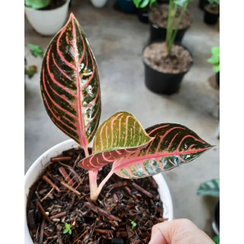 anakan bunga aglonema red Sumatra (cod)