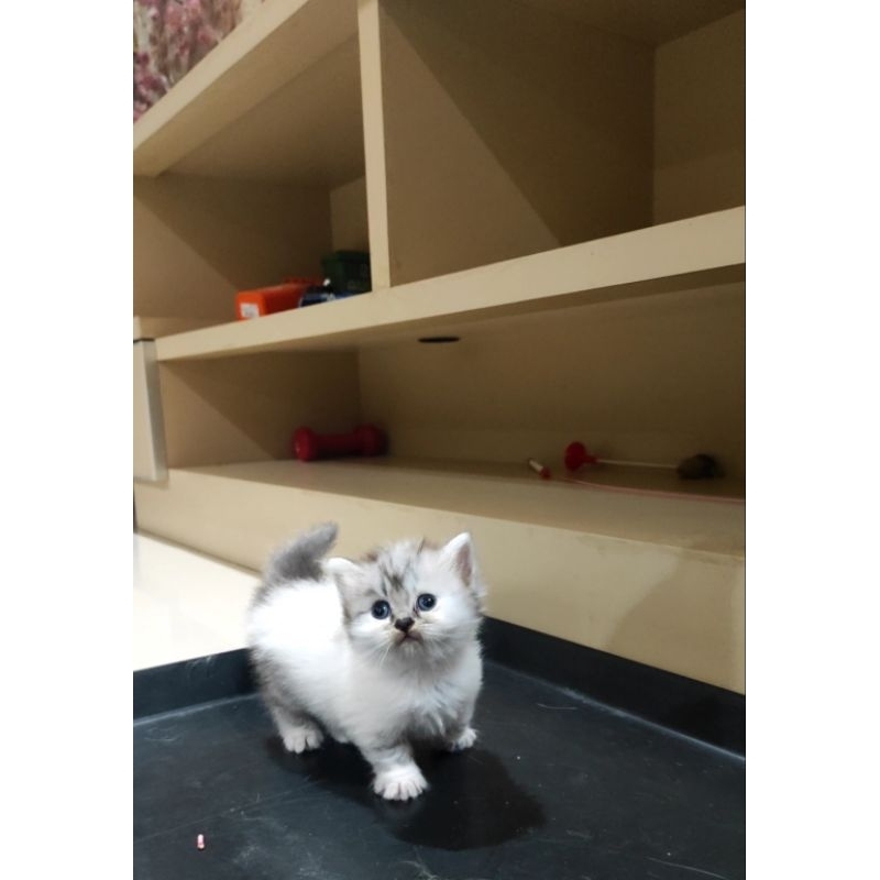 Kitten Munchkin Kinkalow