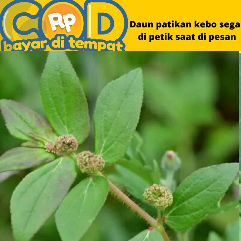 

daun patikan kebo fress 100gram
