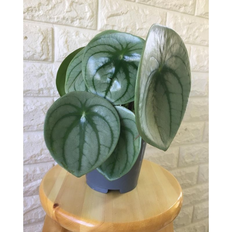 Peperomia watermelon silver daun bisa besar / peperomia Bangkok
