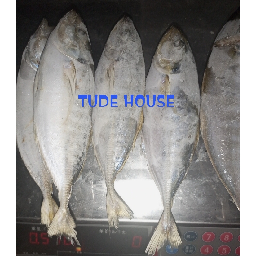 

Ikan Selar