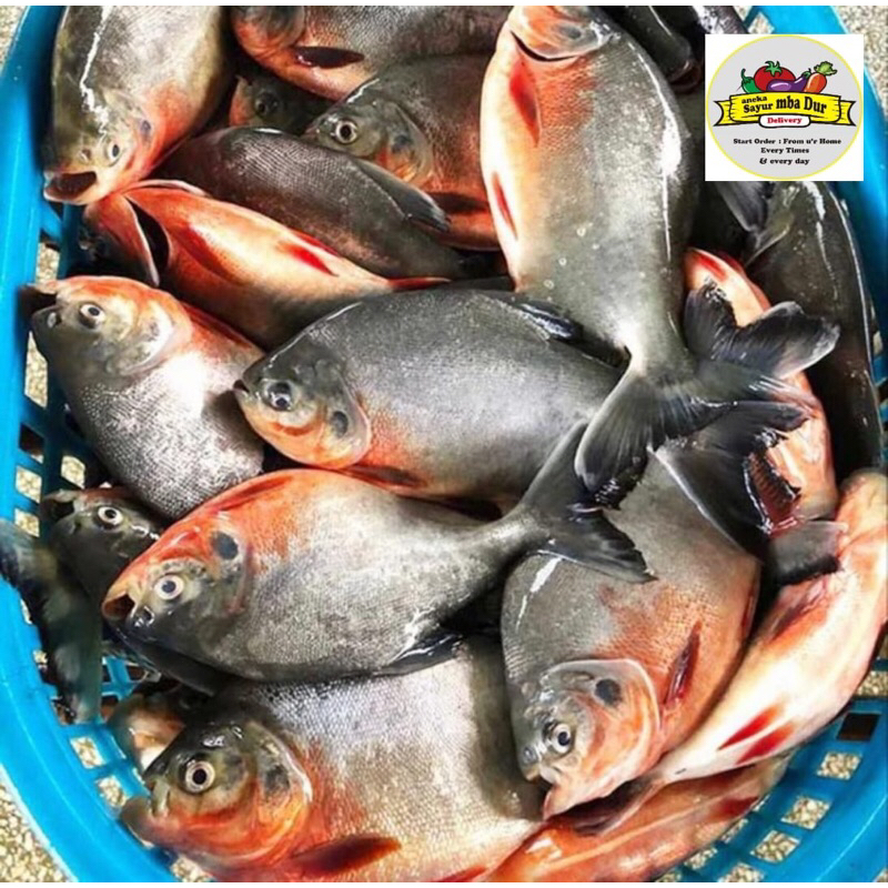 

Ikan Bawal / ikan Lele / ikan Patin / ikan Mas / ikan Emas / ikan Gurame / ikan Mujair / ikan bandeng Fresh 500Gram-1kg