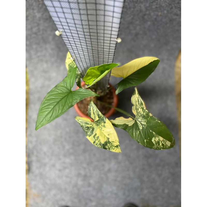 Syngonium Varigata Kuning