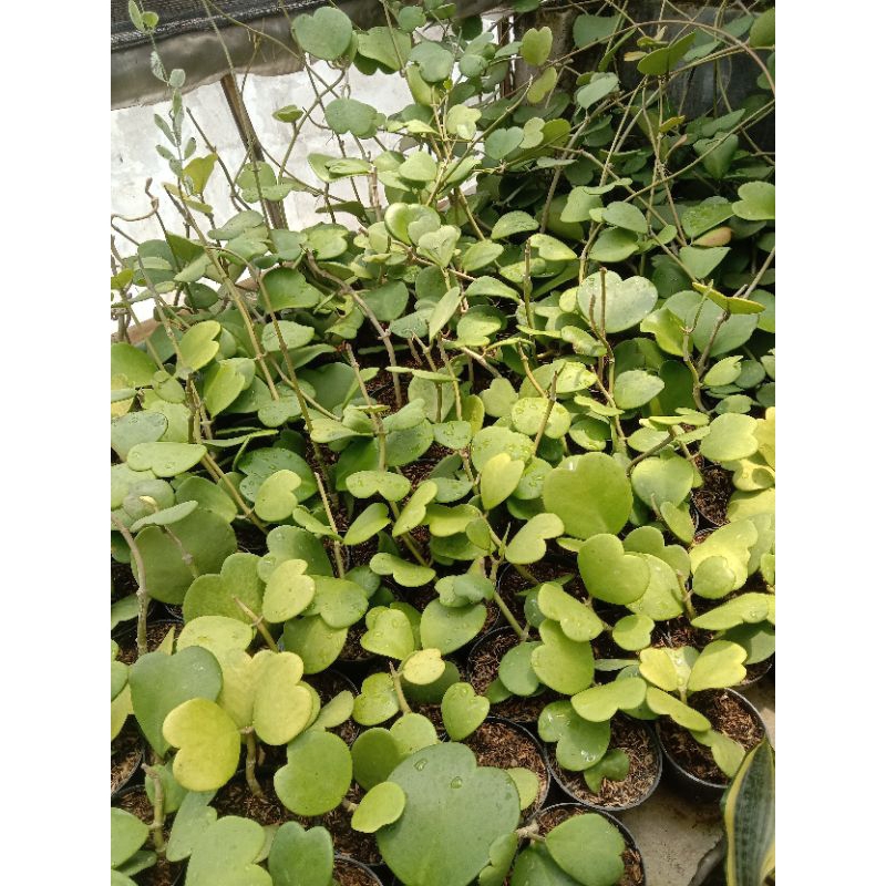 Hoya kerii (cluster perdaun 3k)