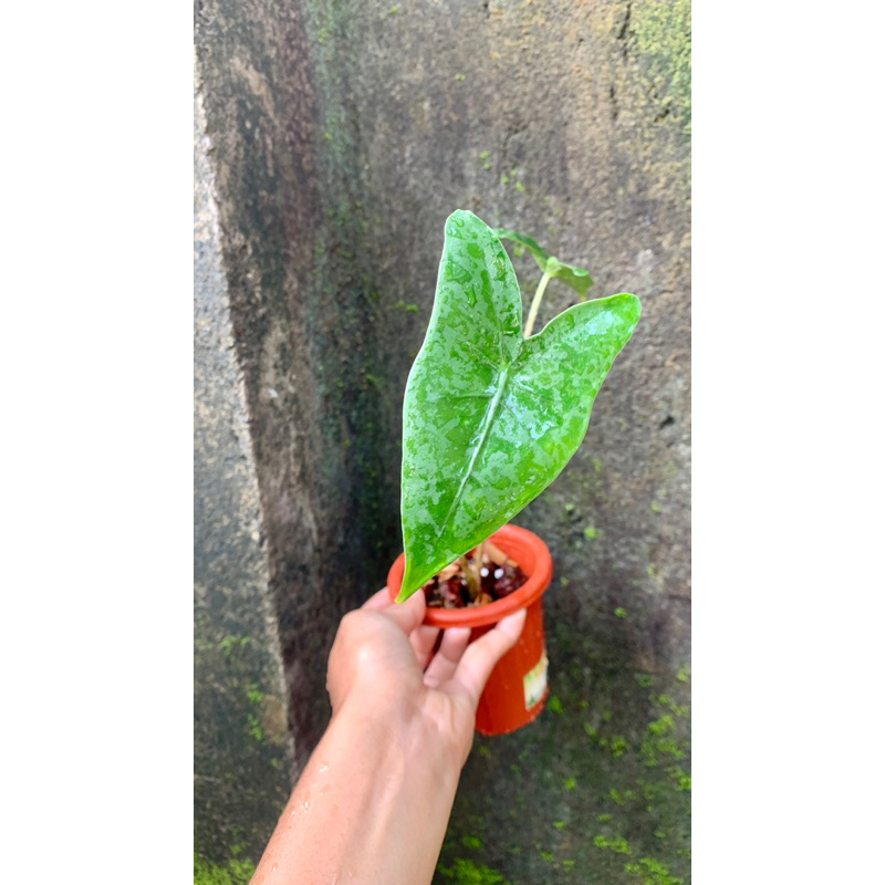 Alocasia Zebrina ORI