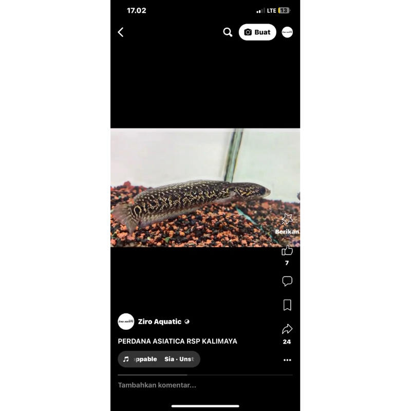 ASIATICA RSP KALIMAYA