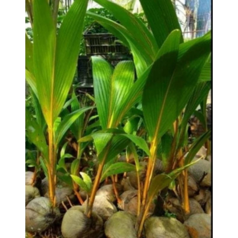 bibit kelapa gading