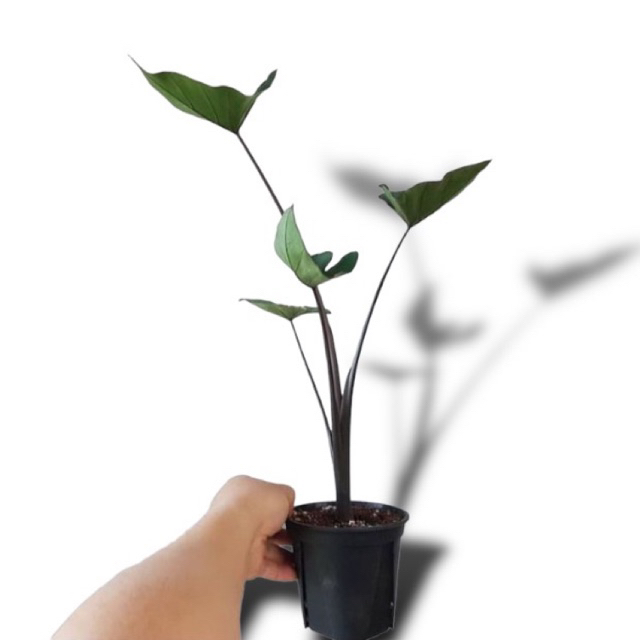 Tanaman Hias Keladi Corong Hitam tinggi 80cm