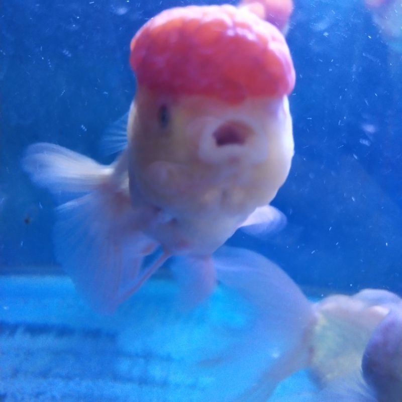 KOKI Oranda jambul / bibit ikan koki merah putih / ikan koki jambul / ikan koki panda