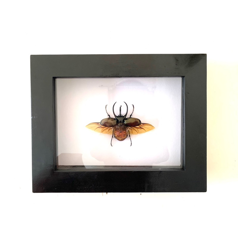 hiasan kumbang tanduk chalcosoma