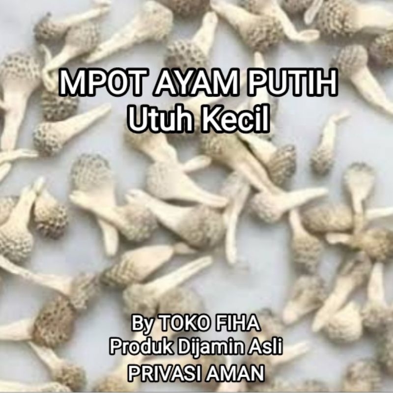 

MPOT AYAM PUTIH ASLI | MPOT PUTIH ALBINO ORIGINAL - per biji utuh kecil