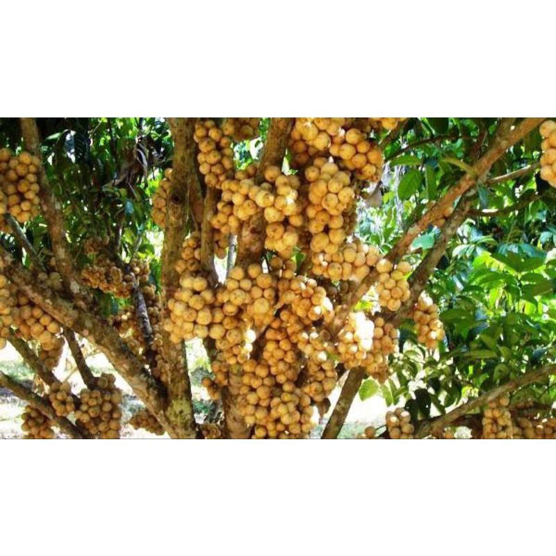 bibit duku Palembang non biji