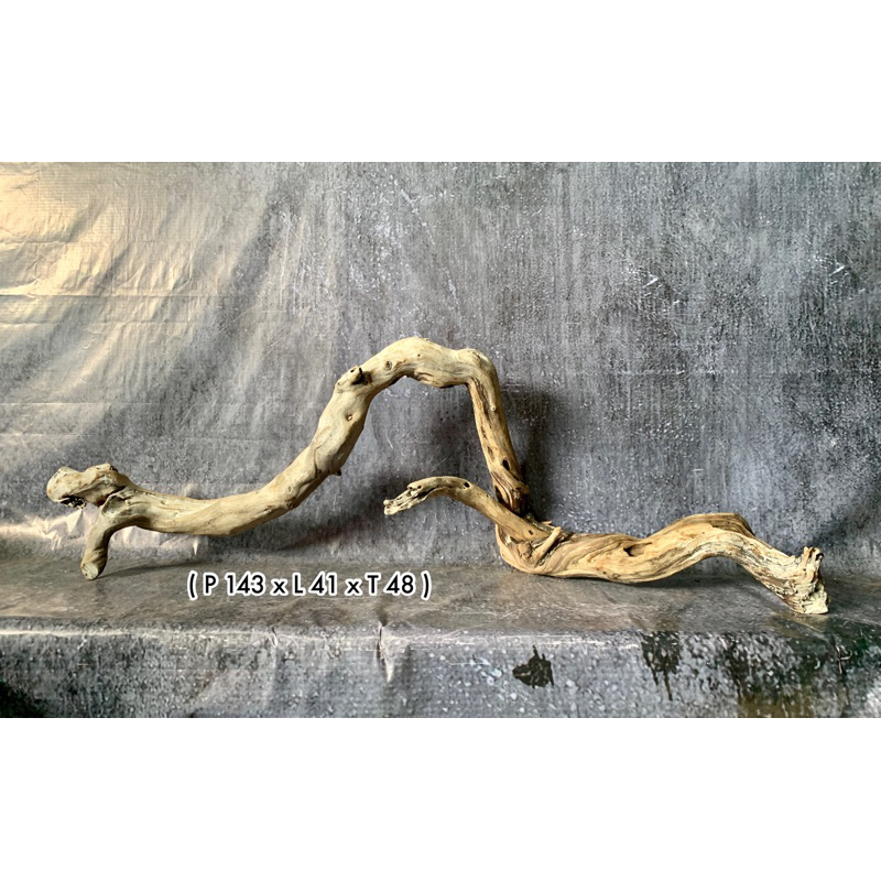 Kayu Santigi Laut Aquascape