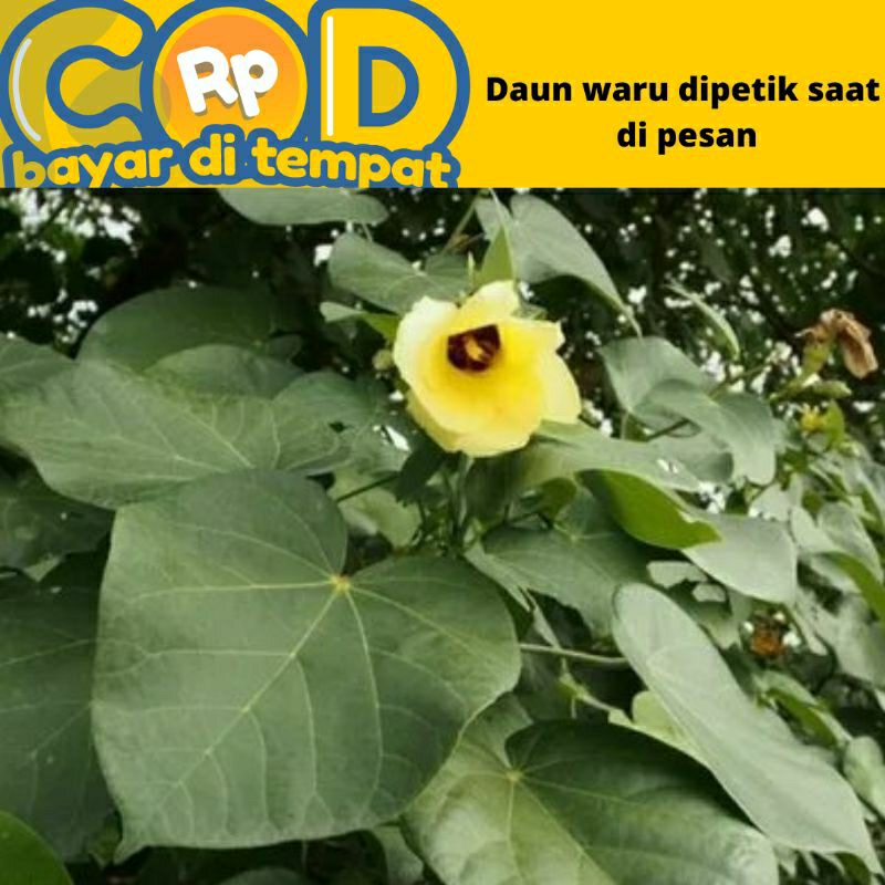 

daun waru segar dipetik saat dipesan perlembar