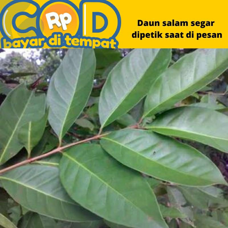 

Daun salam segar/godong salam fress di petik saat di pesan perlembar