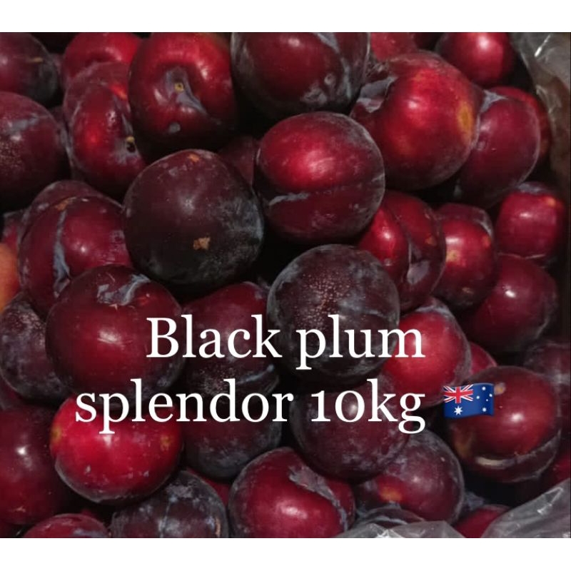 

plum.blackplum.segar.berkualitas.