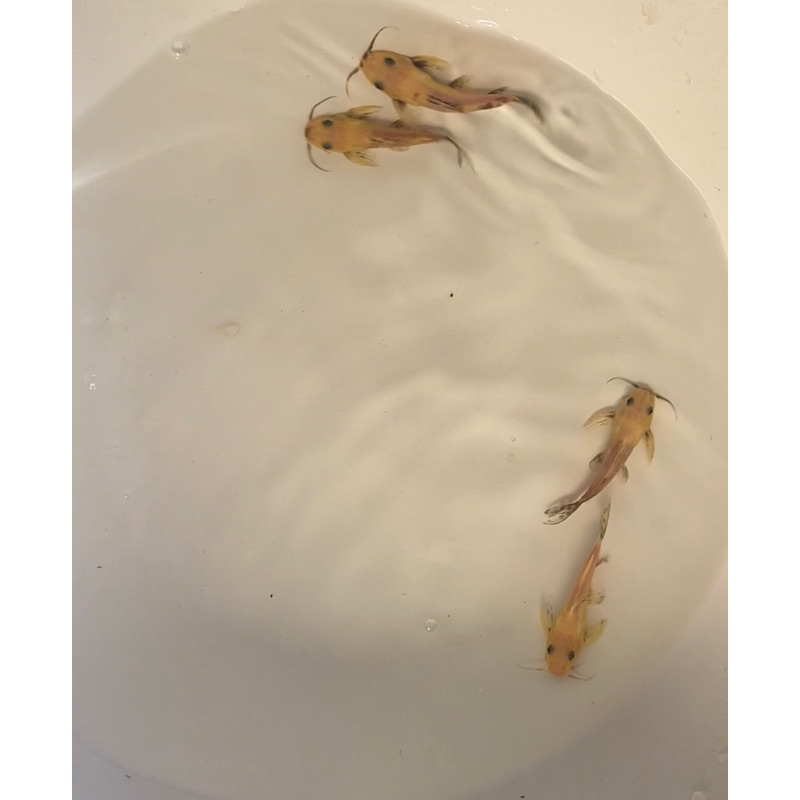 Ikan Synodontis Golden Nigrita Exotic