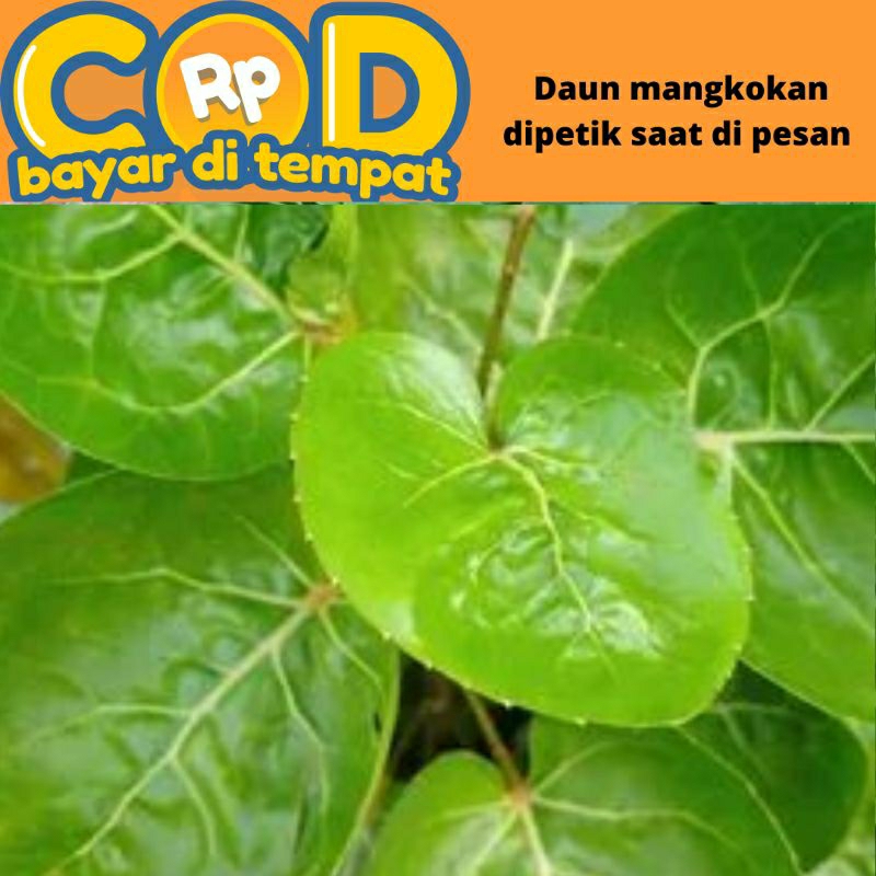 

daun mangkokan segar di petik saat di pesan perlembar