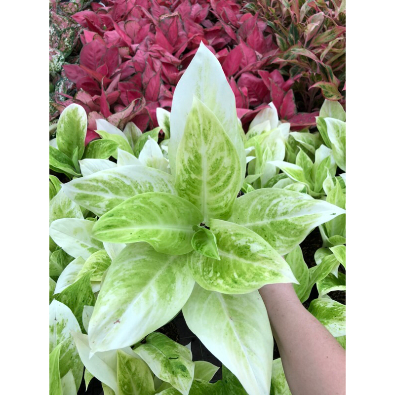 Aglaonema sundrop mutasi