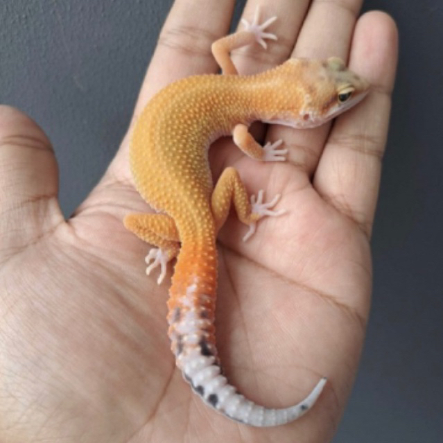 leopard gecko giant patty stripe