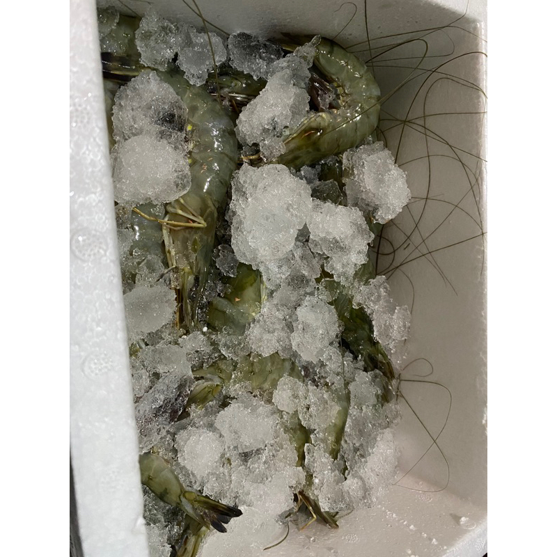 

Udang Tiger prawn