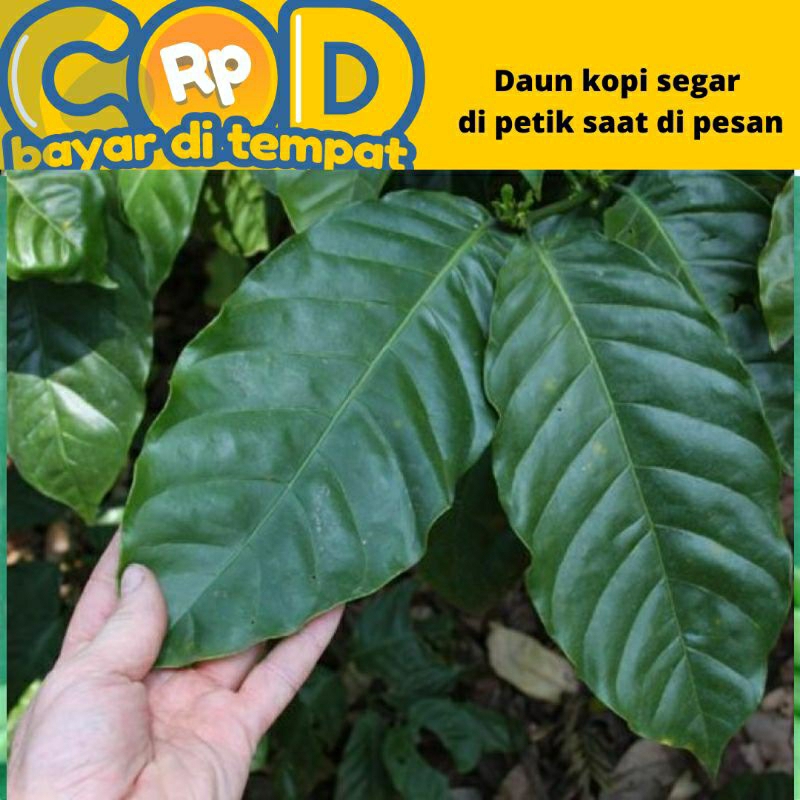 

Daun kopi segar dipetik saat di pesan perlembar