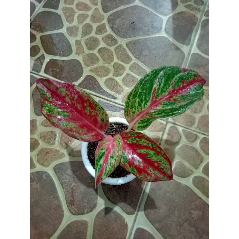 Tanaman hias baby aglonema bidadari
