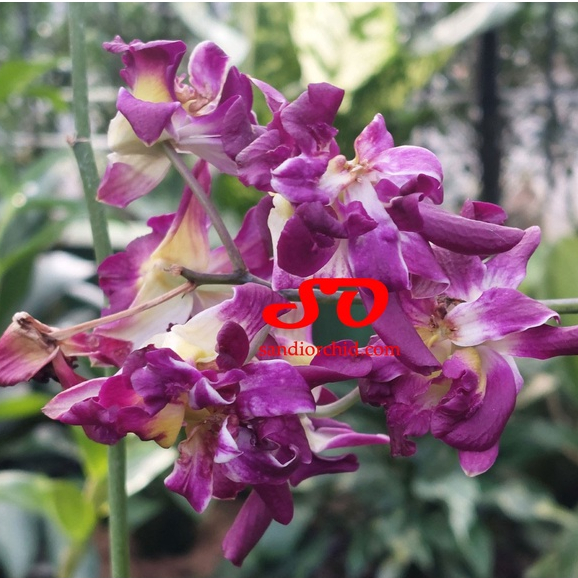[ SPIKE | BERBUNGA ] Dendrobium Betty Rose Red