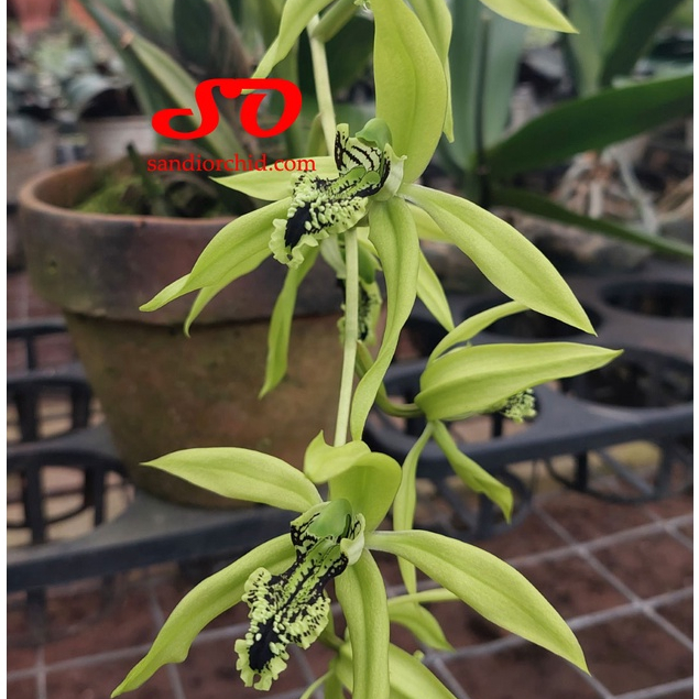 [ SPIKE | BERBUNGA ] Coelogyne pandurata / Anggrek Hitam BORNEO