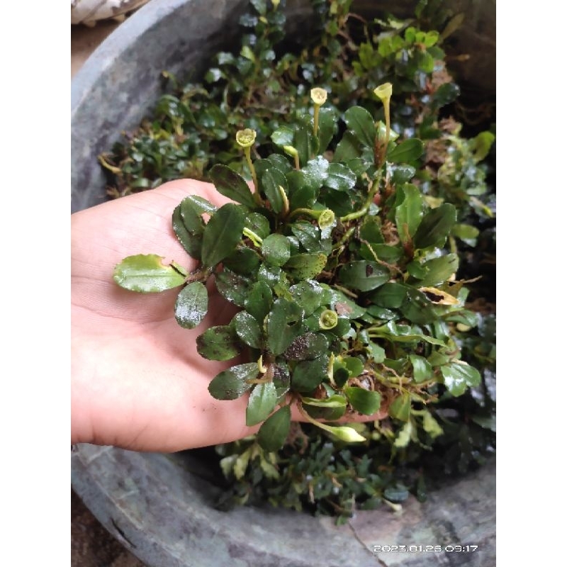 Bucephalandra medium