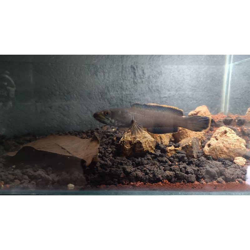 LIMBATA  flering aktif // jinak murah tinggal pajang