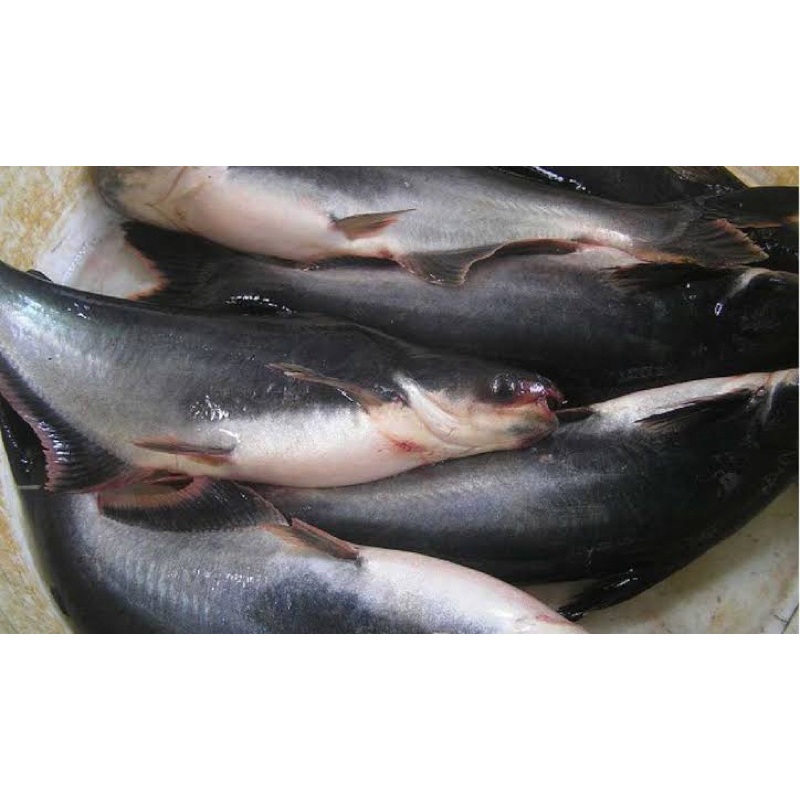 

Ikan Patin Hidup Segar