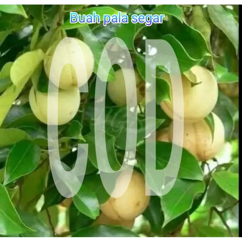 

Buah pala segar fresh,petik langsung dadakan