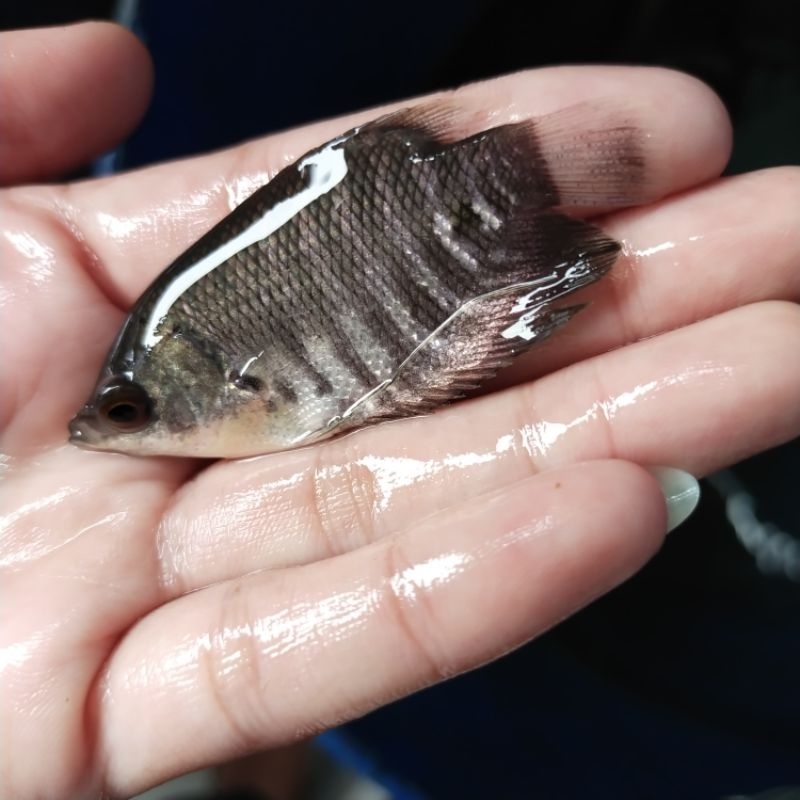 Gurame ukuran silet / gurame soang bibit / ikan gurame silet