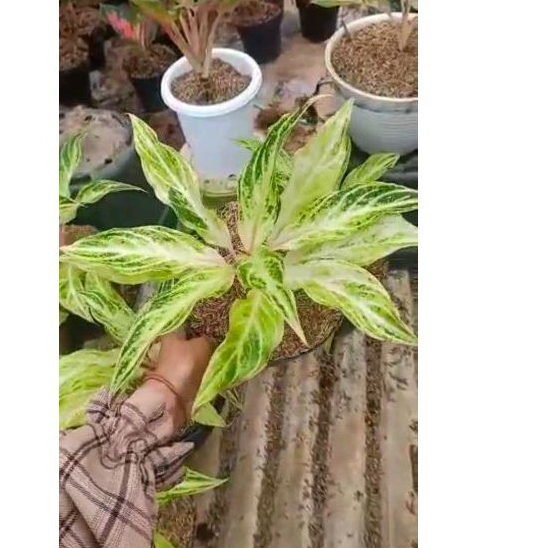 AGLONEMA WHITE SUNSET