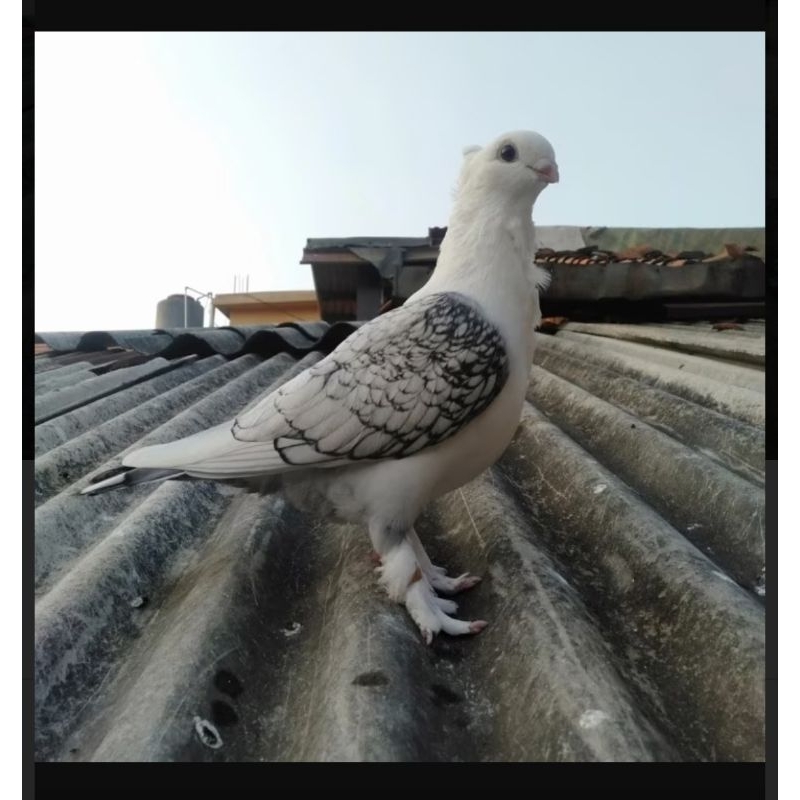 Merpati santinet betina