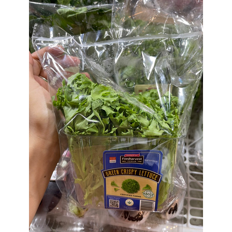 Green Crispy Lettuce