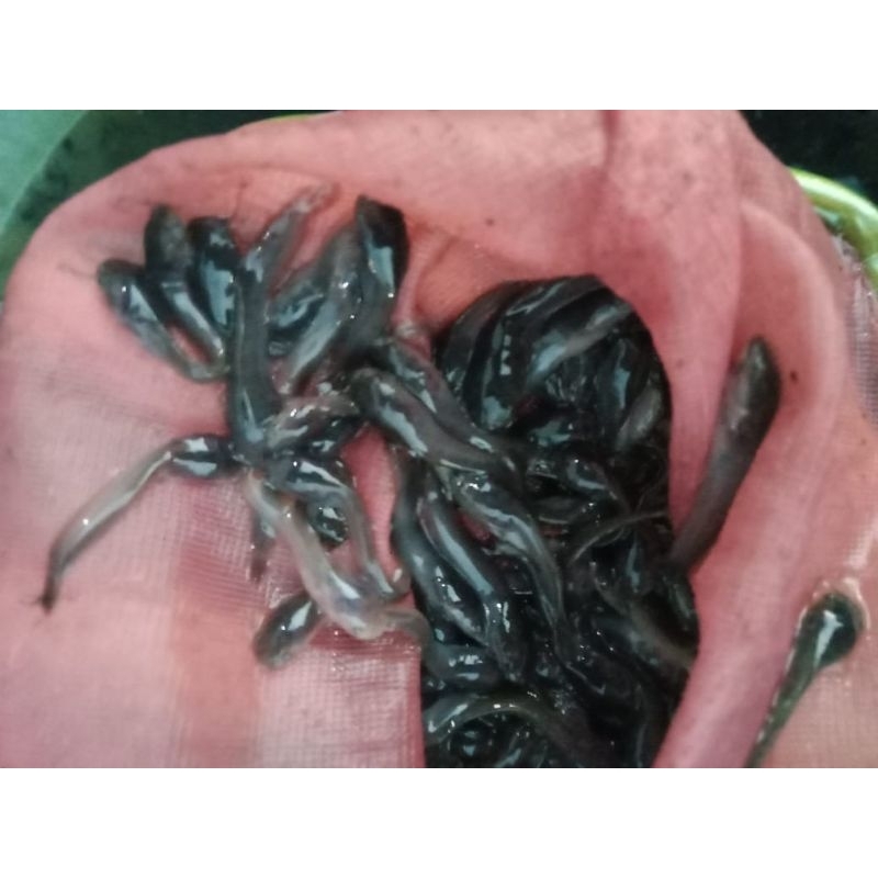 bibit ikan lele size 2-3 cm