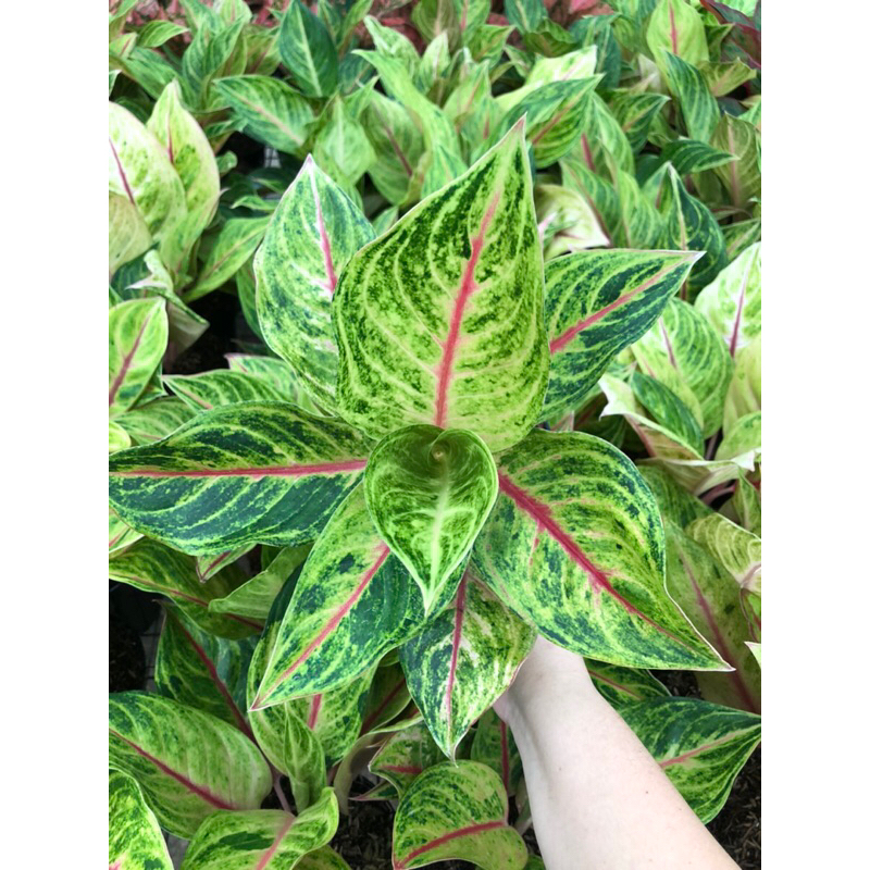 Aglaonema panama golden